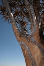 Kokerboom tree in Namibia Royalty Free Stock Photo