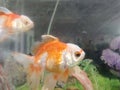 The Koki Goldfish Royalty Free Stock Photo