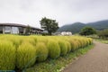 Kokia tumble weed at Oishi park, Lake Kawaguchiko Royalty Free Stock Photo