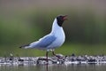 Kokmeeuw, Black-headed Gull, Chroicocephalus ridibundus Royalty Free Stock Photo