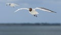 Kokmeeuw, Black-headed Gull, Chroicocephalus ridibundus Royalty Free Stock Photo