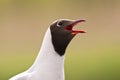 Kokmeeuw, Black-headed Gull, Chroicocephalus ridibundus Royalty Free Stock Photo