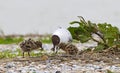 Kokmeeuw, Black-headed Gull, Chroicocephalus ridibundus Royalty Free Stock Photo