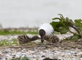 Kokmeeuw, Black-headed Gull, Chroicocephalus ridibundus Royalty Free Stock Photo