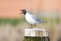 Kokmeeuw, Black-headed Gull, Chroicocephalus ridibundus Royalty Free Stock Photo