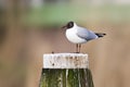 Kokmeeuw, Black-headed Gull, Chroicocephalus ridibundus Royalty Free Stock Photo