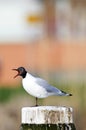 Kokmeeuw, Black-headed Gull, Chroicocephalus ridibundus Royalty Free Stock Photo