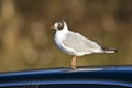 Kokmeeuw, Black-headed Gull, Chroicocephalus ridibundus Royalty Free Stock Photo