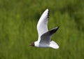 Kokmeeuw, Black-headed Gull, Chroicocephalus ridibundus Royalty Free Stock Photo