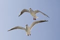 Kokmeeuw, Black-headed Gull, Larus ridibundus Royalty Free Stock Photo