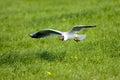 Kokmeeuw, Common Black-headed Gull, Chroicocephalus ridibundus Royalty Free Stock Photo