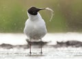 Kokmeeuw, Common Black-headed Gull, Croicocephalus ridibundus Royalty Free Stock Photo