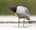 Kokmeeuw, Common Black-headed Gull, Croicocephalus ridibundus Royalty Free Stock Photo