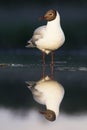 Kokmeeuw, Common Black-headed Gull, Croicocephalus ridibundus