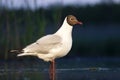 Kokmeeuw, Common Black-headed Gull, Croicocephalus ridibundus