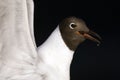 Kokmeeuw, Common Black-headed Gull, Croicocephalus ridibundus