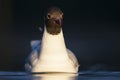 Kokmeeuw, Common Black-headed Gull, Croicocephalus ridibundus