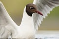 Kokmeeuw, Common Black-headed Gull, Croicocephalus ridibundus