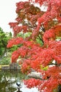 Koko-en Garden of Himeji City during Autumn Season Royalty Free Stock Photo