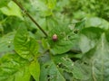 Koksi beetle or ladybug