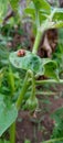 koksi beetle colored orange with black spots is perched on eggplant leaves