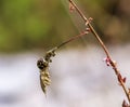 Koksi beetle on a dry tree branch 2