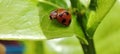 The koksi beetle is guarding its young under a leaf