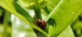 The koksi beetle is guarding its young under a leaf