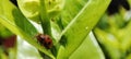 The koksi beetle is guarding its young under a leaf