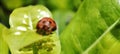 The koksi beetle is guarding its young under a leaf