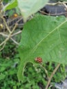 koksi beetle looking for food