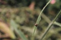 Koksi beetle sat on the grass photo