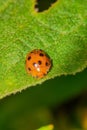 The koksi beetle is a small animal