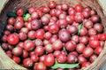 Kokum fruit Garcinia Indica in Basket for village Royalty Free Stock Photo
