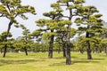 Kokyo Gaien National Garden, the outer gardens of the Imperial Palace in Tokyo, Japan Royalty Free Stock Photo