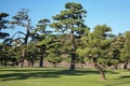 Kokyo Gaien National Garden. Tokyo. Japan