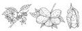 Kola nut branch with beans and flowers. Vector vintage engraving