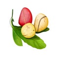 Kola Nut Fruits with Leaves Illustration Isolated Royalty Free Stock Photo