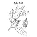 Kola nut ola acuminata , medicinal plant Royalty Free Stock Photo