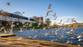 Kolding, Denmark - Seagulls Flying by the Waterfront