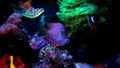 Kole tang in marine tank Royalty Free Stock Photo