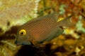 Kole Tang, Spotted surgeonfish, Goldring surgeonfish,Yellow-eyed Tang Ctenochaetus strigosus. Royalty Free Stock Photo