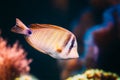 Kole Tang Or Spotted Surgeonfish Or Goldring Surgeonfish Or Yellow-eyed Tang Fish Ctenochaetus Strigosus Swimming In Royalty Free Stock Photo