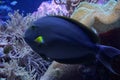 The Kole Tang, Spotted surgeonfish, Goldring surgeonfish Royalty Free Stock Photo