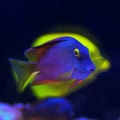 Kole Yellow Eye Tang - Ctenochaetus strigosus Royalty Free Stock Photo