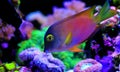 Kole Yellow Eye Tang - Ctenochaetus strigosus Royalty Free Stock Photo