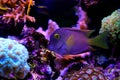 Kole Yellow Eye Tang - Ctenochaetus strigosus Royalty Free Stock Photo