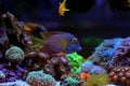 Kole Yellow Eye Tang - Ctenochaetus strigosus Royalty Free Stock Photo