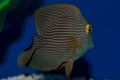 Kole Yellow Eye Tang Royalty Free Stock Photo