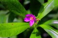 Flower Kolesom or talinum fruticosum Royalty Free Stock Photo